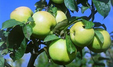 Infusion of apples for the treatment of varicose veins